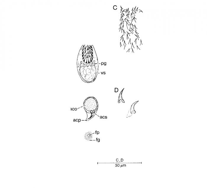 Duplominona darwinensis Duplominona darwinensis
