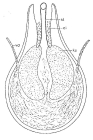 Duplominona galapagoensis