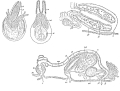 Platyhelminthes (flatworms)