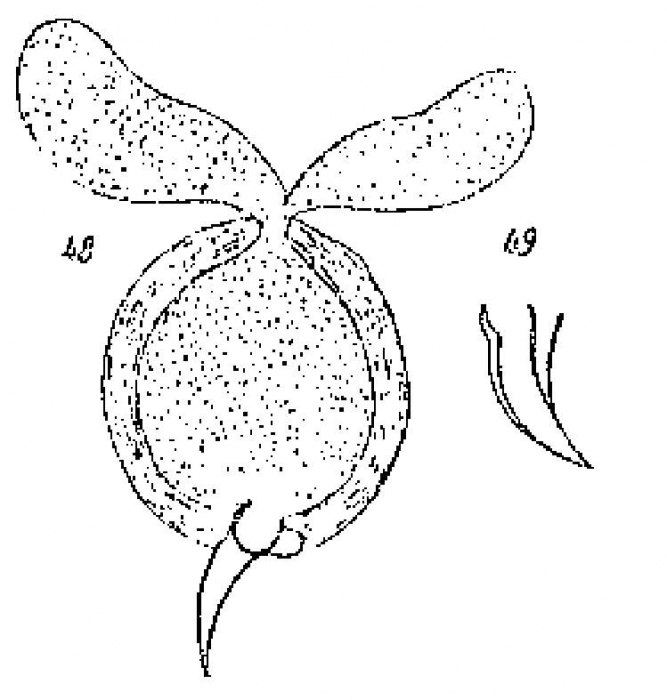 Duplominona instanbulensis Duplominona instanbulensis