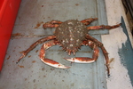 Atlantic spider crab - Maja brachydactyla