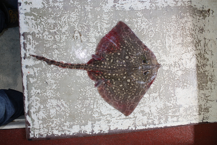 Thornback ray - Raja clavata