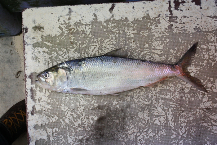 Twaite shad - Alosa fallax Twaite shad - Alosa fallax