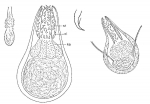 Duplominona karlingi