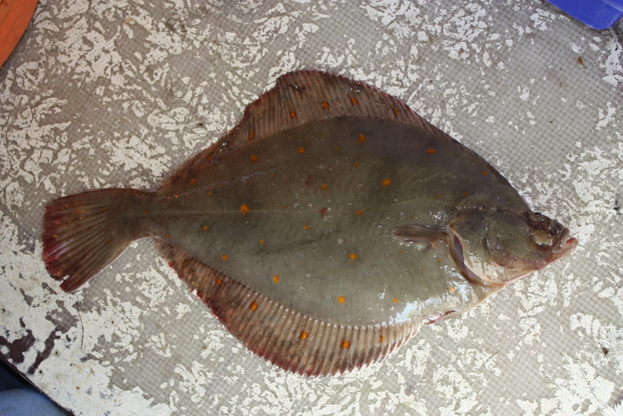 European plaice - Pleuronectes platessa European plaice - Pleuronectes platessa