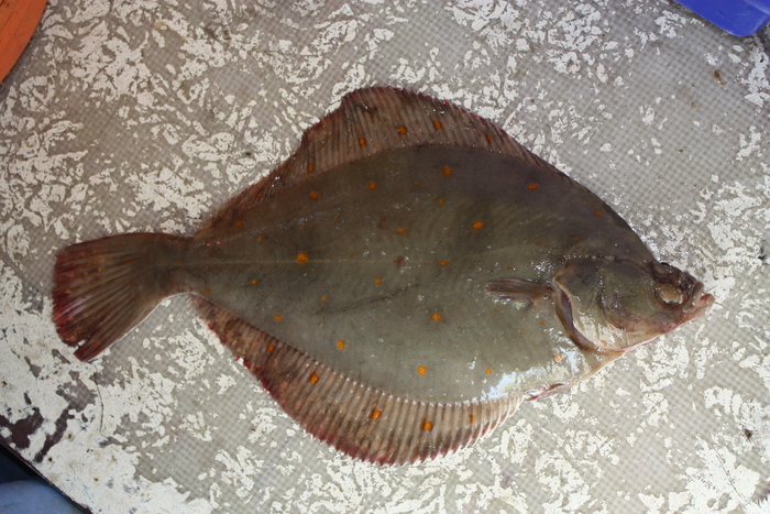 European plaice - Pleuronectes platessa