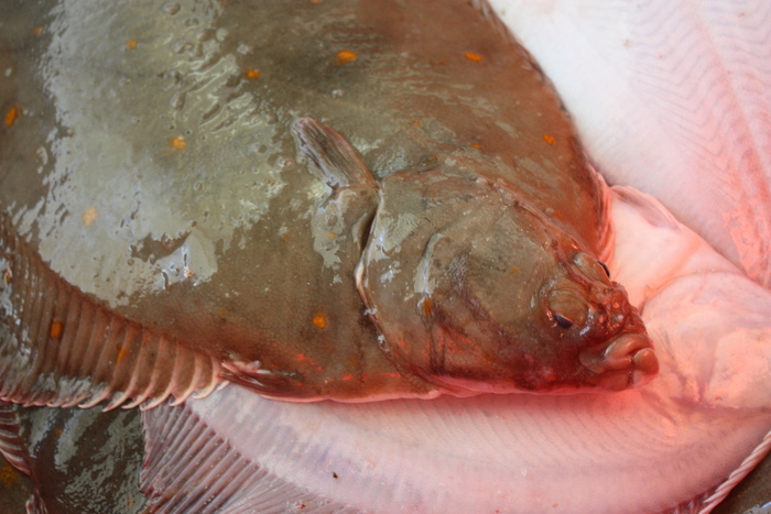 European plaice - Pleuronectes platessa