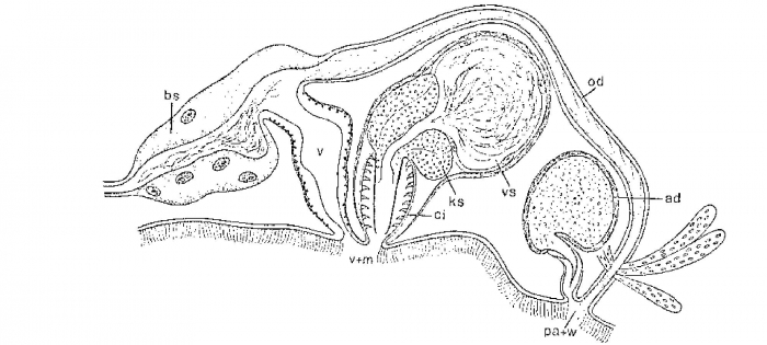 Duplominona karlingi