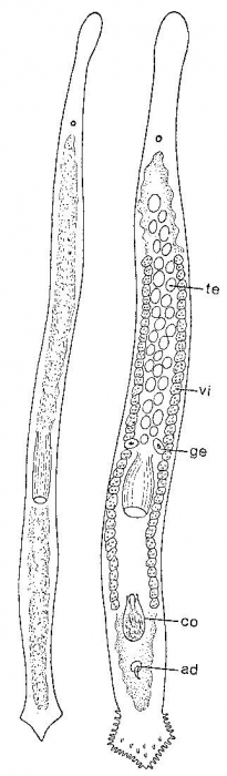 Duplominona krameri Duplominona krameri