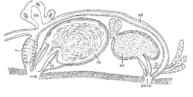 Duplominona krameri