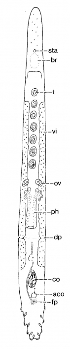 Duplominona makassarensis