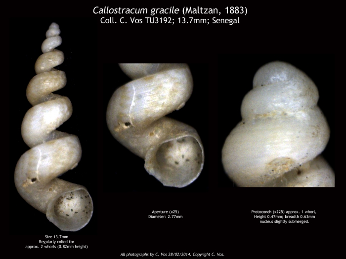 Callostracum gracile (Maltzan, 1883)