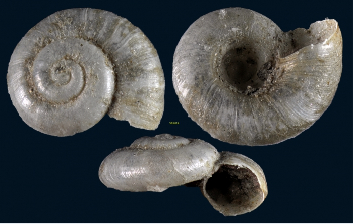 Xylodiscula wareni Bogi & Bartolini, 2008 Xylodiscula wareni Bogi & Bartolini, 2008