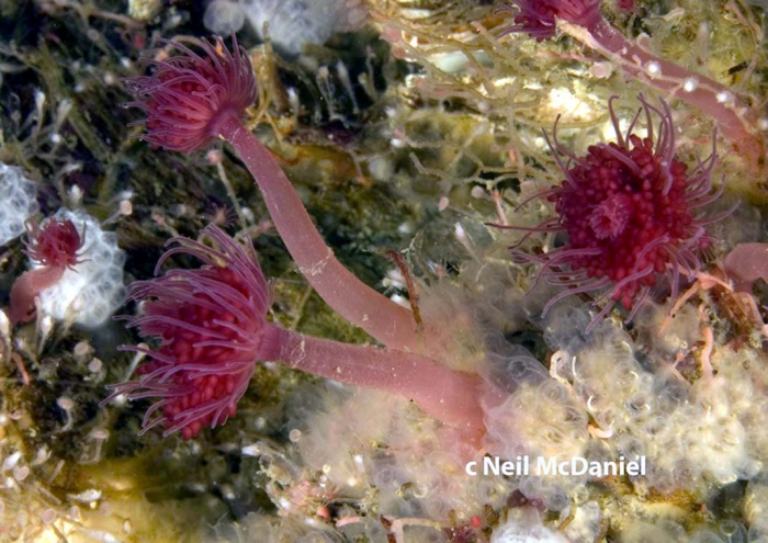 Zyzzyzus rubusidaeus, Vancouver Island, BC, Canada