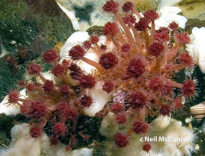 Zyzzyzus rubusidaeus, Vancouver Island, BC, Canada Zyzzyzus rubusidaeus, Vancouver Island, BC, Canada
