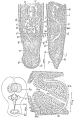 Platyhelminthes (flatworms)