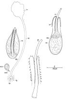 Duplominona samalonae