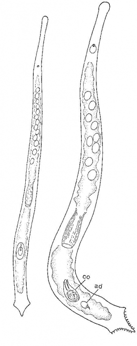 Duplominona sieversi Duplominona sieversi