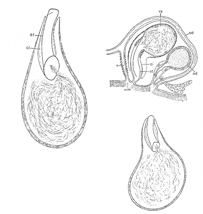 Duplominona sieversi Duplominona sieversi