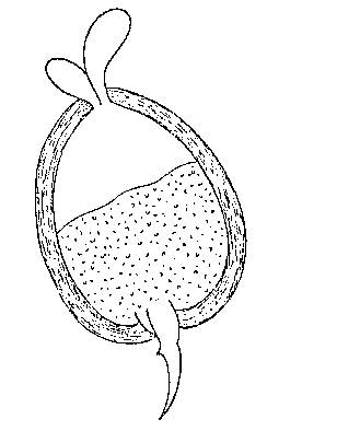 Duplominona sieversi Duplominona sieversi