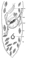 Platyhelminthes (flatworms)