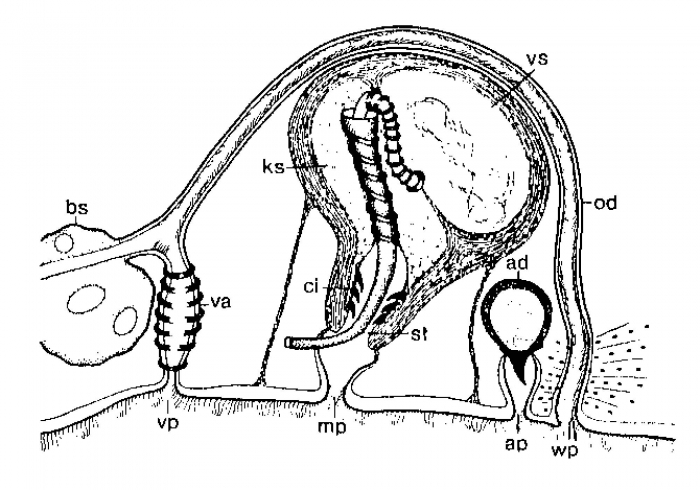 Duplominona stilifera