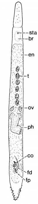 Duplominona sulawesiensis Duplominona sulawesiensis