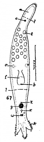 Duplominona tridens