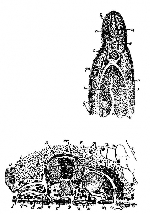 Duplominona tridens