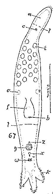 Minona tridens Minona tridens