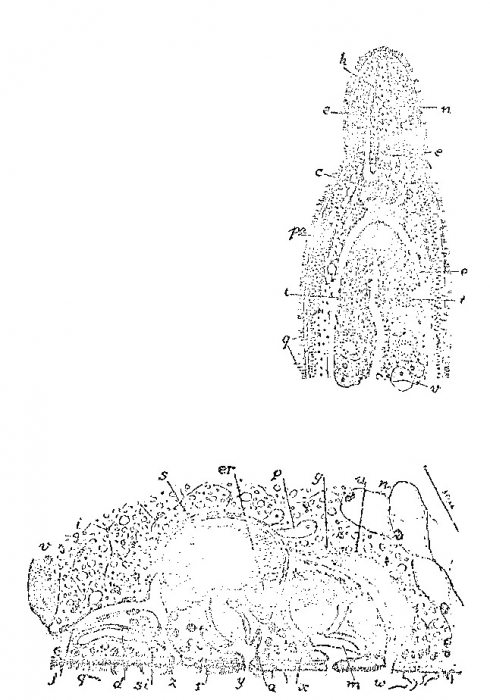 Minona tridens Minona tridens