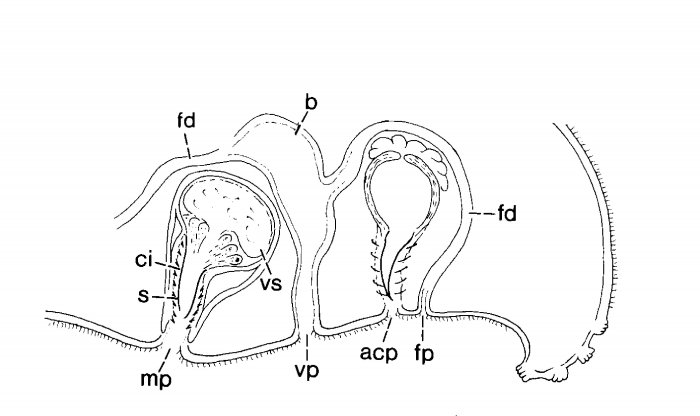 Duploperaclistus garudae