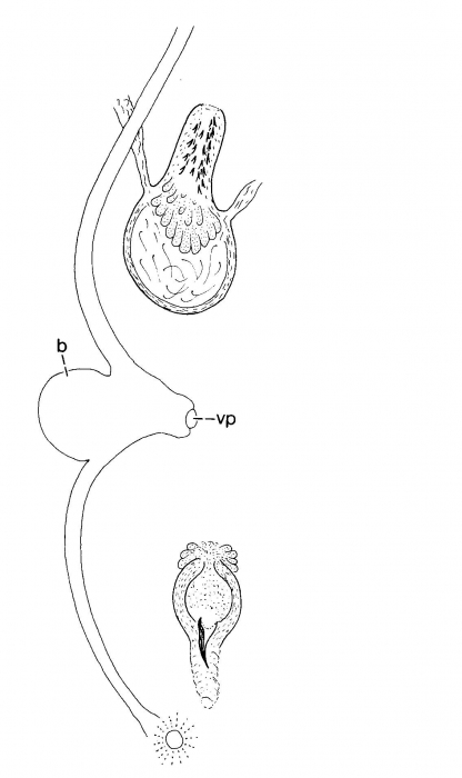 Duploperaclistus garudae