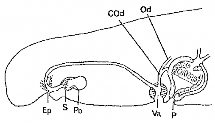 Duploperaclistus westbladi Duploperaclistus westbladi