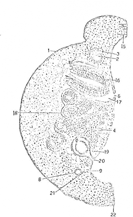 Ectocotyla paguri Ectocotyla paguri