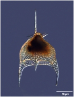 Pterocanium charybdeum (Müller 1858)
