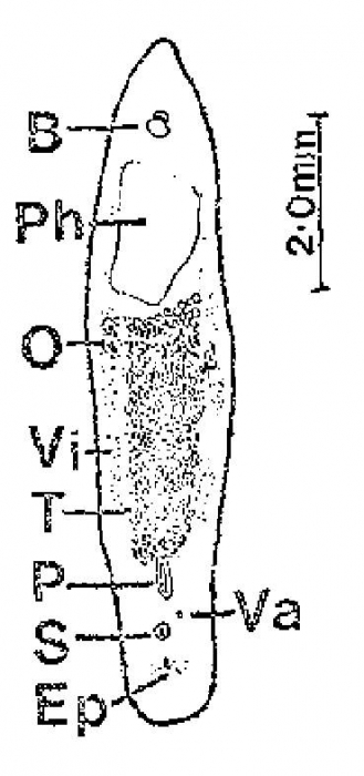 Ectocotyla multitesticulata Ectocotyla multitesticulata