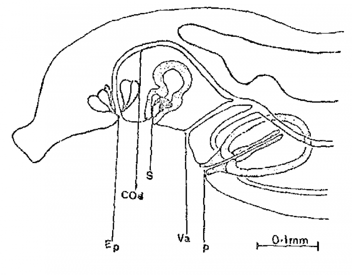 Ectocotyla multitesticulata