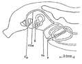 Platyhelminthes (flatworms)