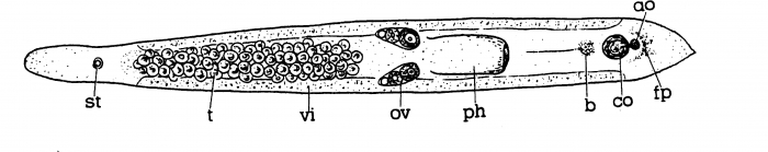 Minona australis