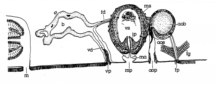 Minona australis Minona australis