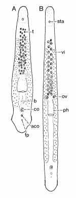 Minona beaglei