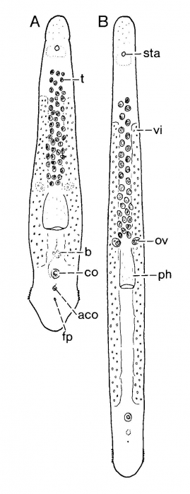 Minona beaglei