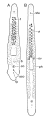 Platyhelminthes (flatworms)