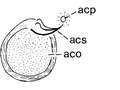 Platyhelminthes (flatworms)