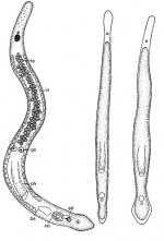 Minona bermudensis