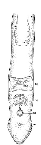 Minona bermudensis