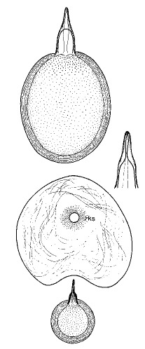 Minona bermudensis Minona bermudensis