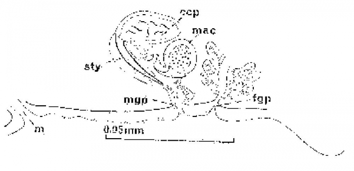 Minona bistylifera Minona bistylifera