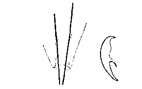 Minona bistylifera Minona bistylifera